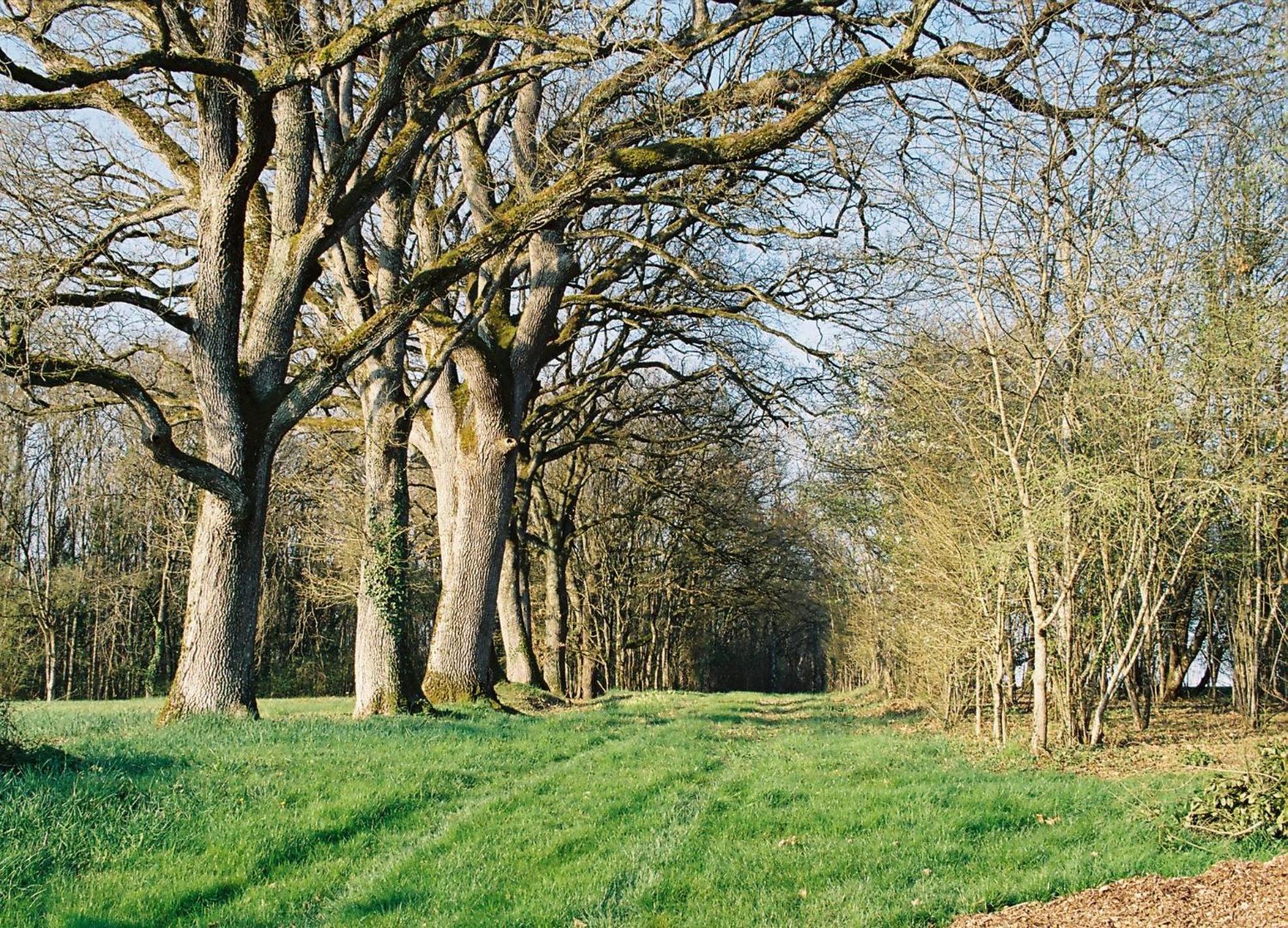 Les Bertaulieres Bed & Breakfast Bossay-sur-Claise Eksteriør bilde